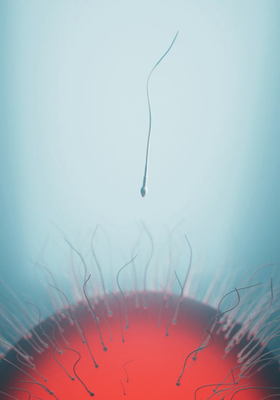 Sperm cell approaching oocyte — 3D scientific visualization of fertilization and zona pellucida binding, reproductive biology by Juan Pedro Bozzolo