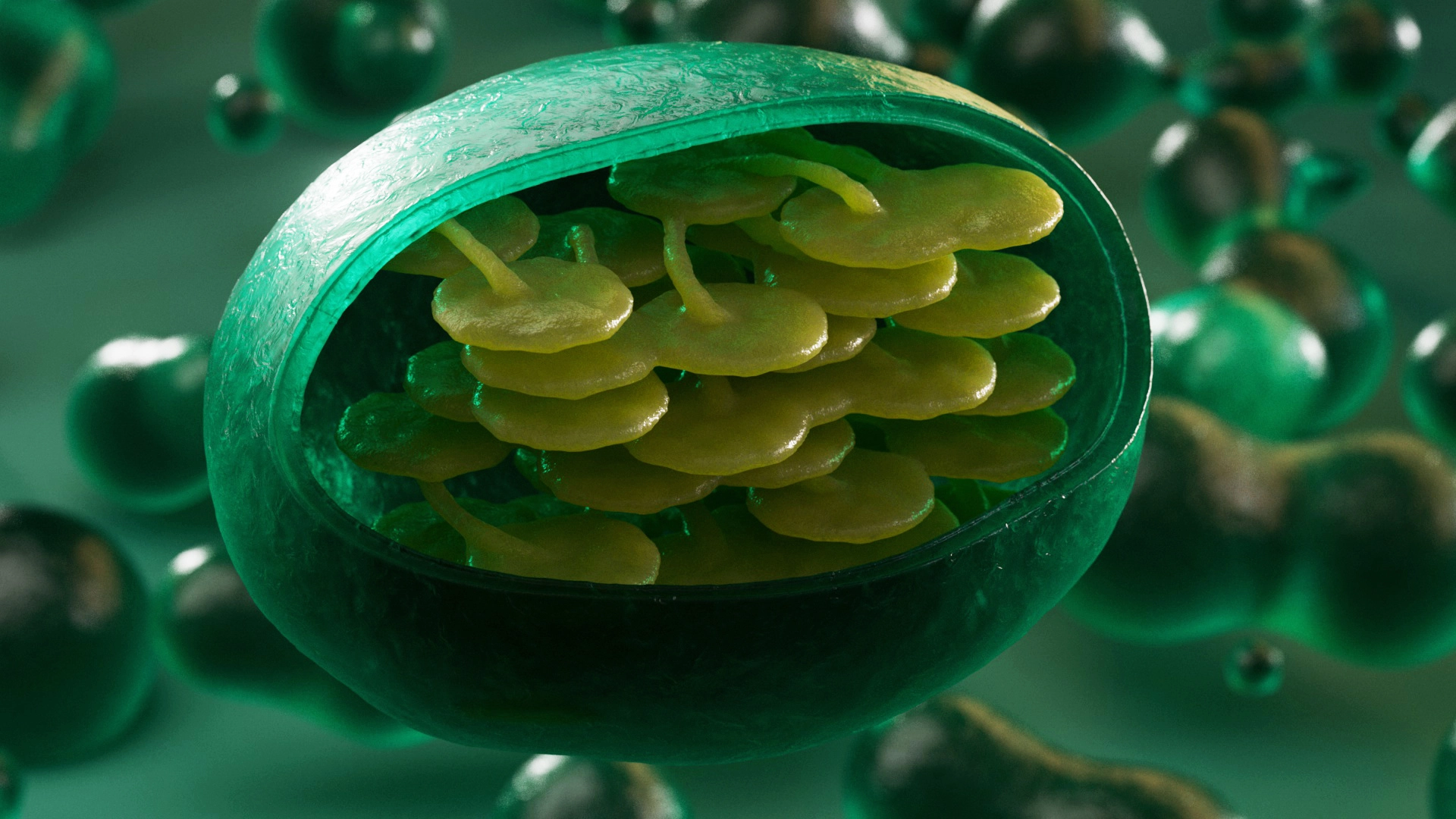 Chloroplast cross-section 3D render — thylakoid grana stacks and stroma, photosynthesis organelle visualization by Juan Pedro Bozzolo